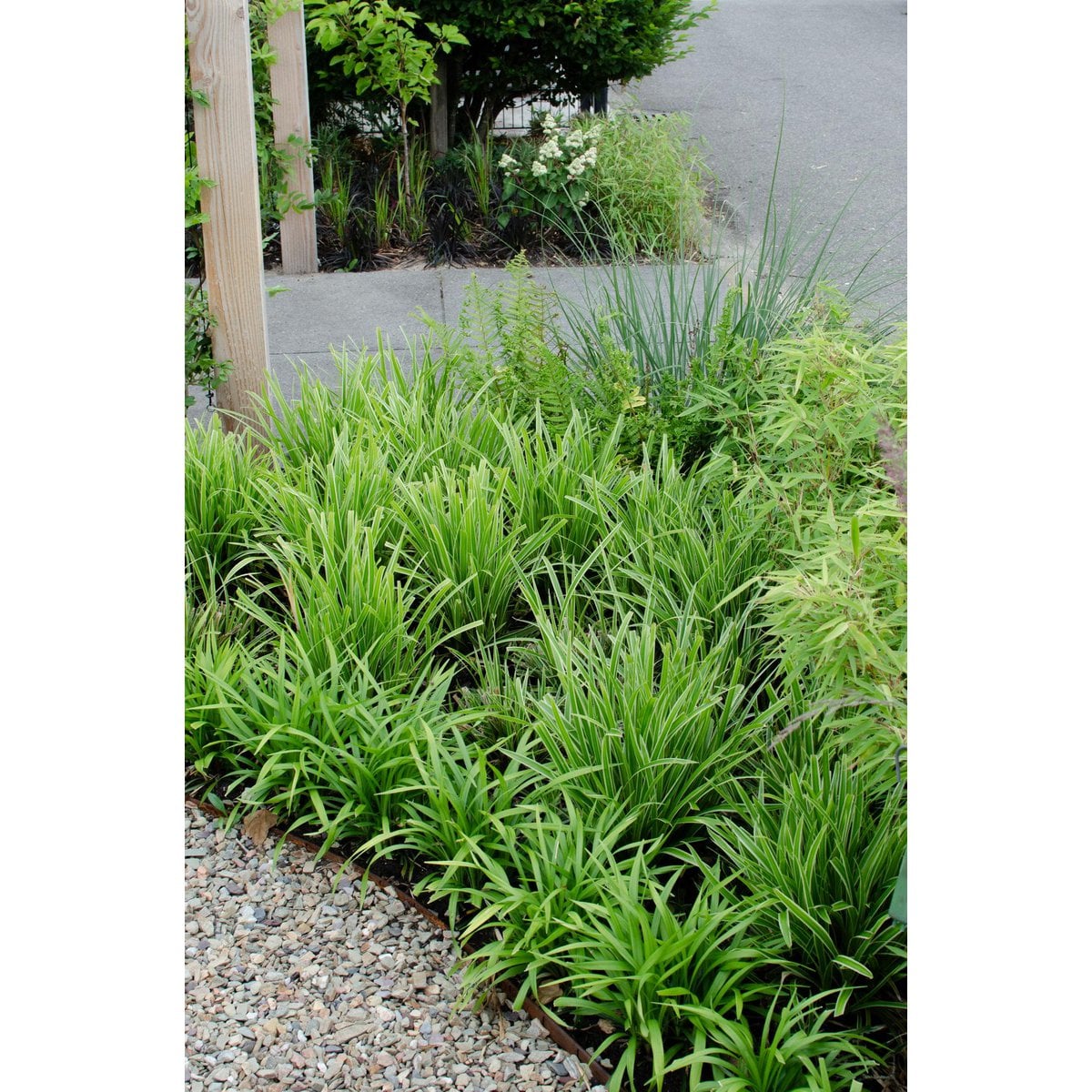 Carex morrowii 'Ice Dance' - Ø14cm - ↕30cm