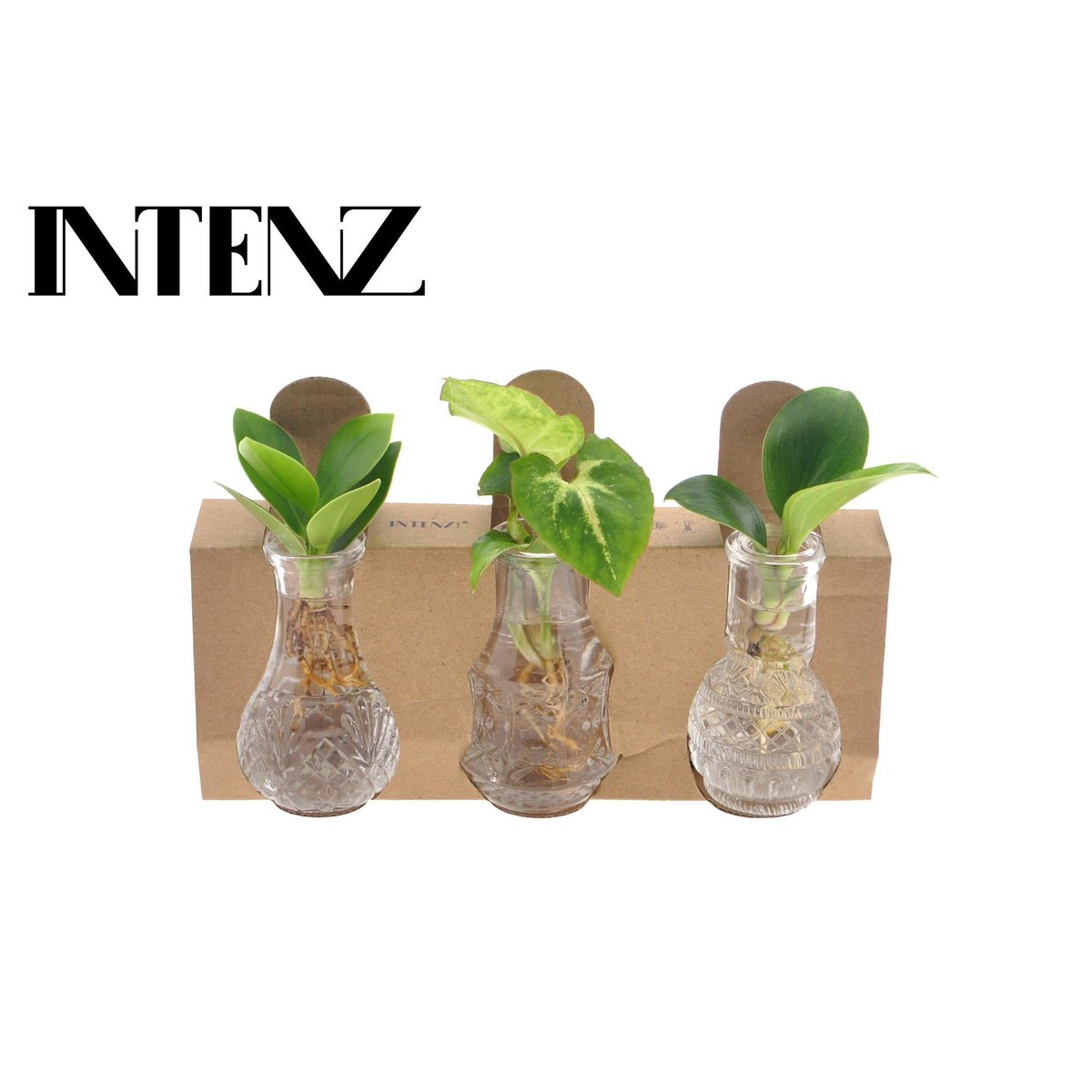 Houseplants mix in Berlin Glass - Ø7cm - ↕10cm