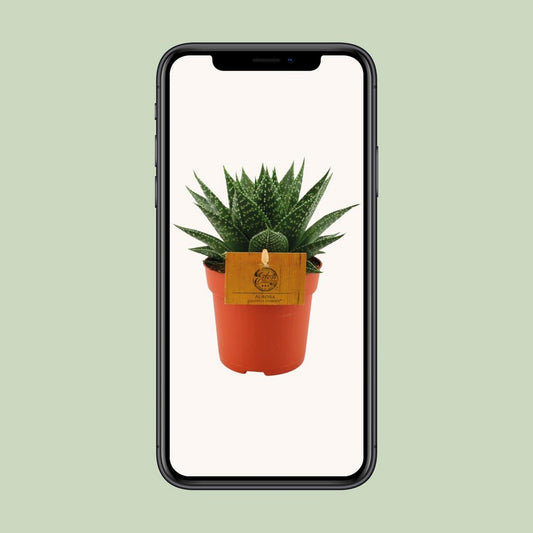 Gasteria Hybrid Aurora - Ø11cm - ↕15cm