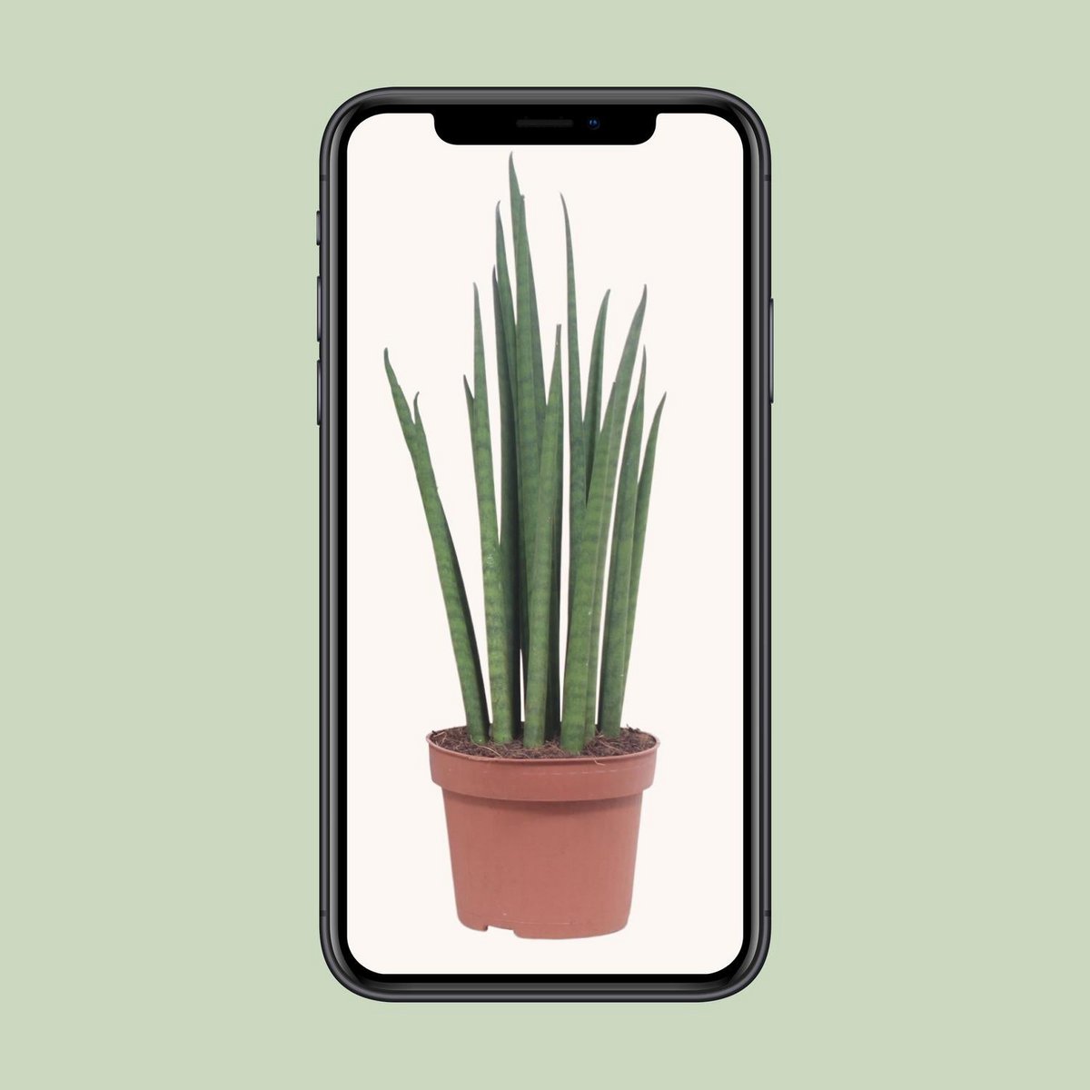 Sansevieria Mikado | [P12-H40]