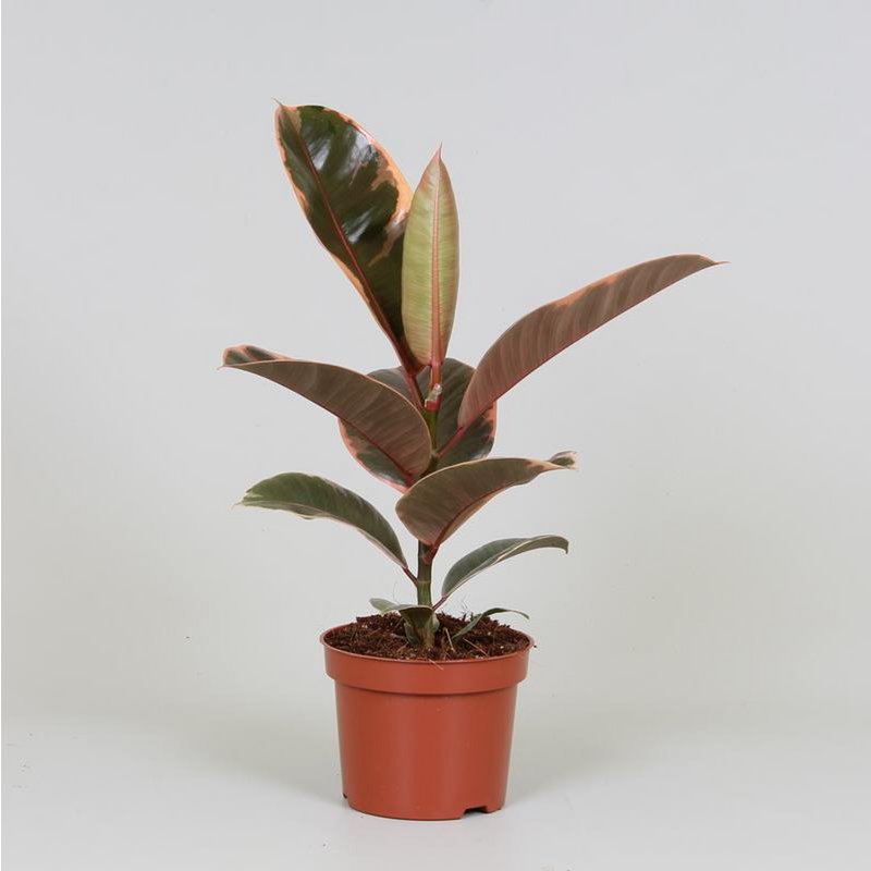 Ficus Elastica 'Belize' | [P12-H30]