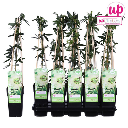 Passiflora caerulea 'Constance Elliot' - ↕65cm - Ø15