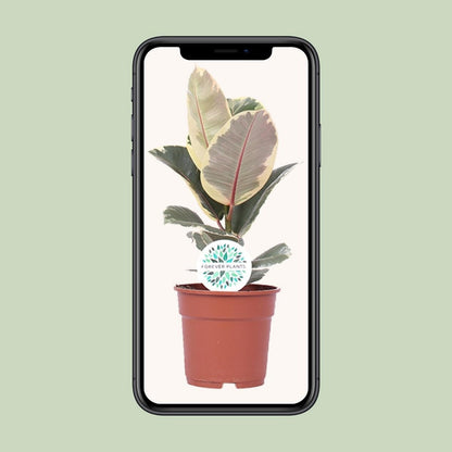 Ficus Elastica Tineke - Ø17cm - ↕50cm