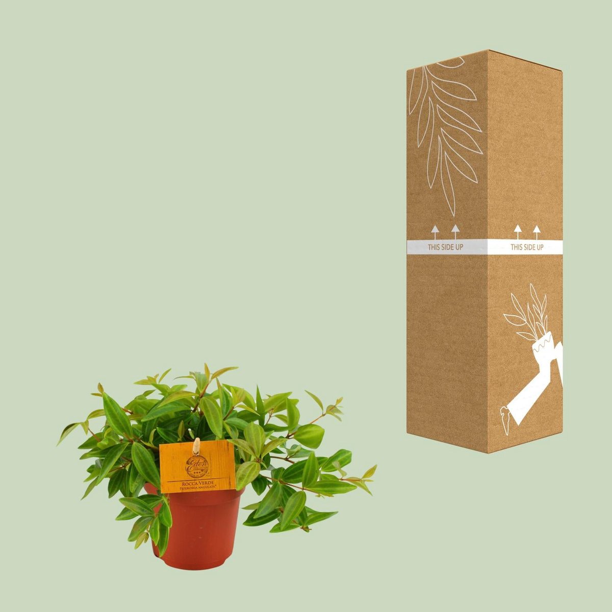Peperomia Ang. Rocca Viva - Ø11cm - ↕15cm