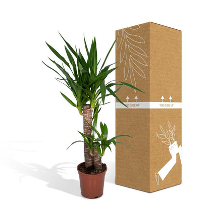 Yucca Elephantipes - Palm Lily - Ø17cm - ↕85cm