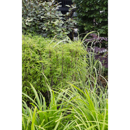 Carex morrowii Irish Green - Ø19cm - ↕40cm - Ø14 - ↨30cm