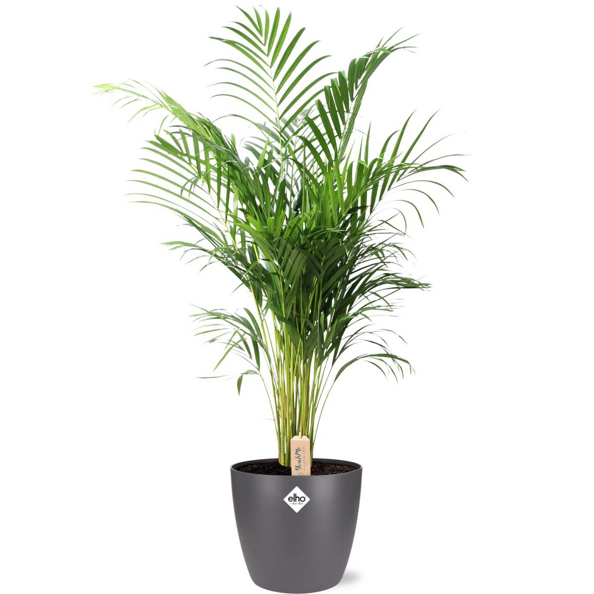 Dypsis Lutescens (Areca) - Ø24cm - ↕110cm + Pot Brussels D25x23cm - Antraciet