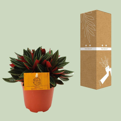 Red caperata peperomy - Ø11cm - ↕15cm