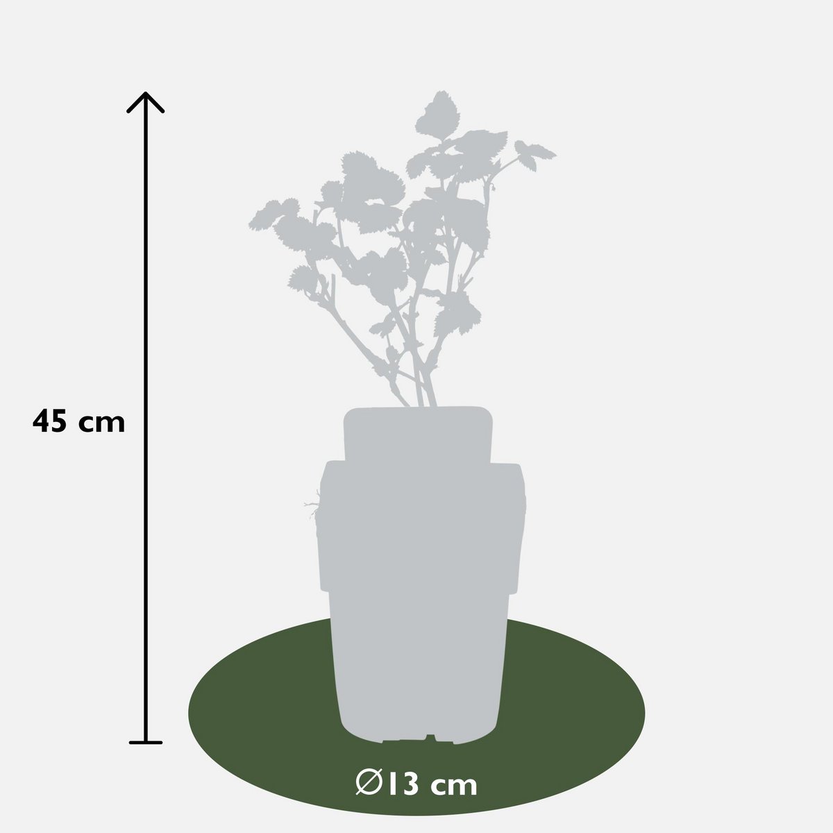 Rubus fruticosus 'Black Satin' - Doornloze Braam - Ø13cm - ↕45cm