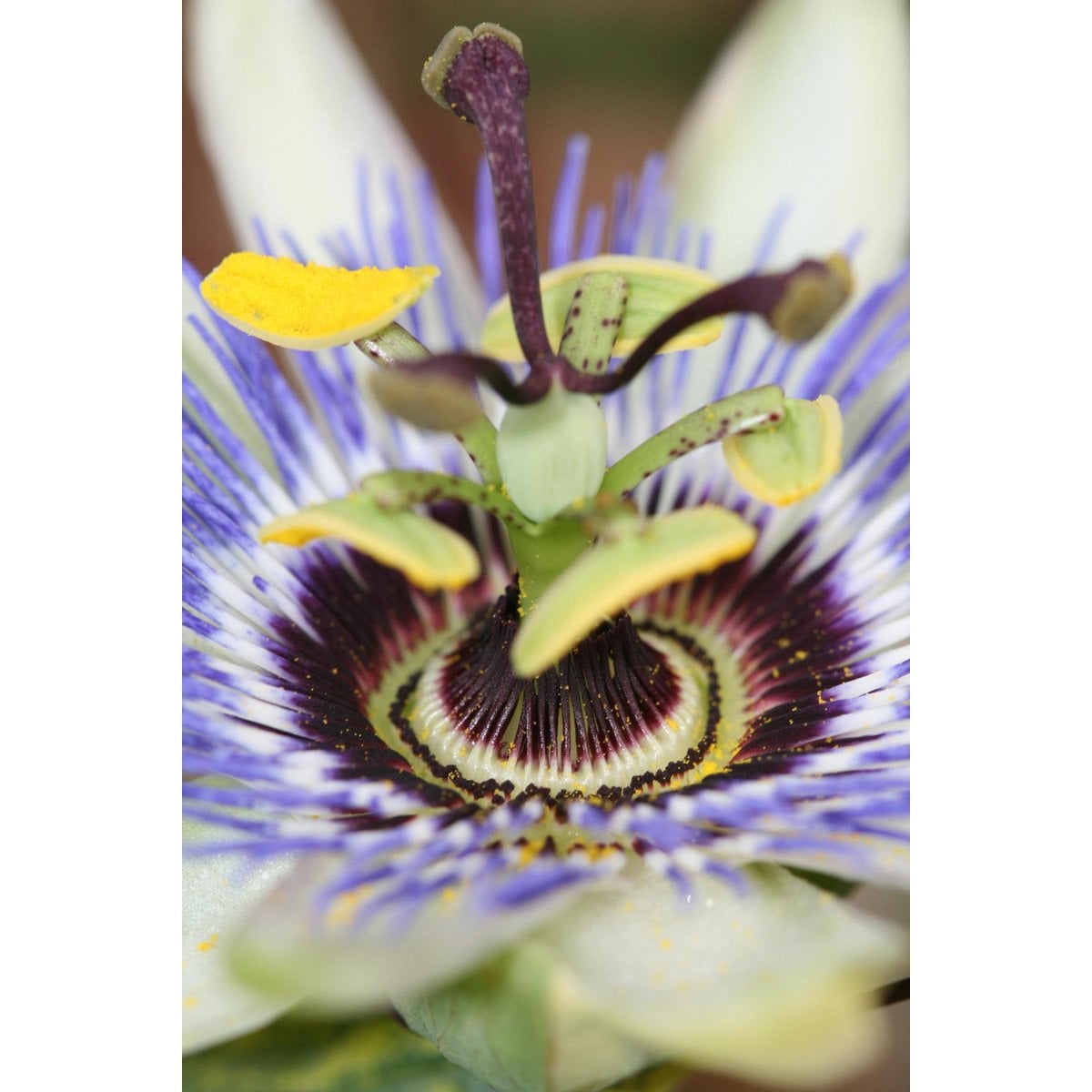 Passiflora blue - ↨65cm - ø15