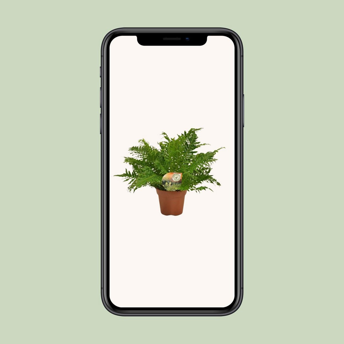 Blechnum Silver Lady - Ø17cm - ↕50cm