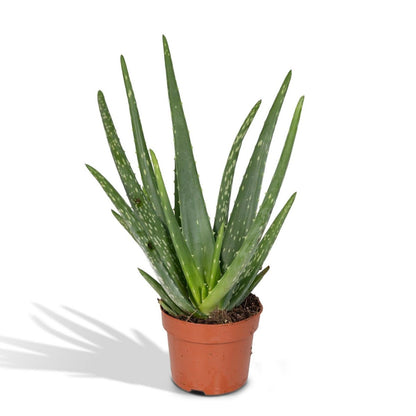 Aloe vera - Ø12 - ↨40cm