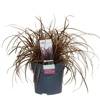 Uncinia rubra 'Everflame' - ↕30cm - Ø14