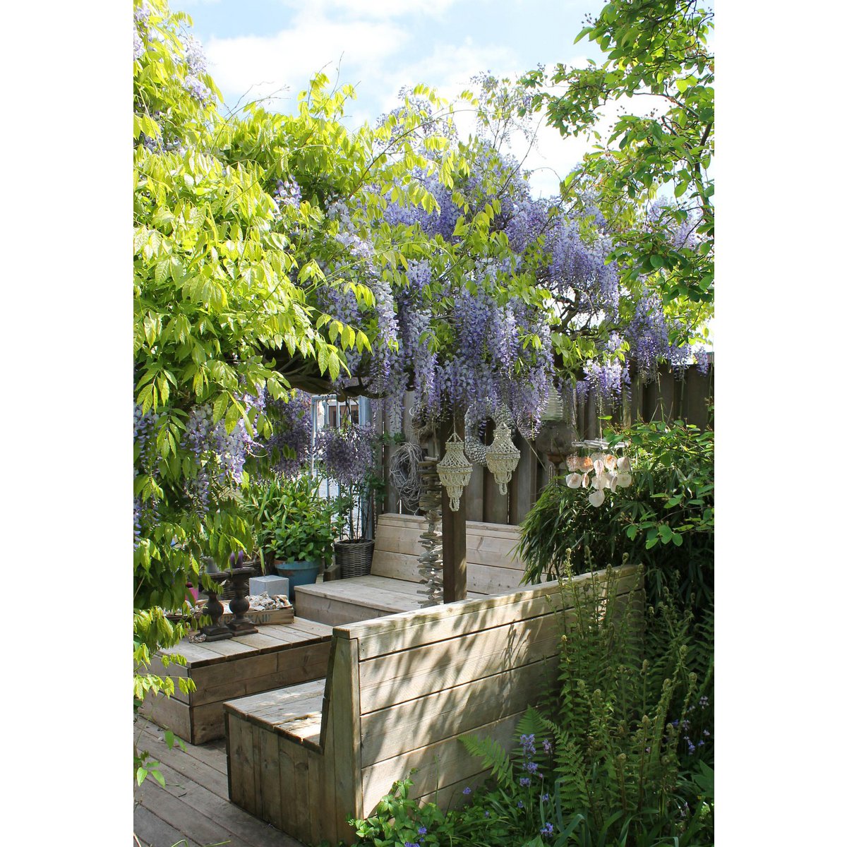 Wisteria Sinensis Caroline - Purple rain - Ø15cm - ↕65cm