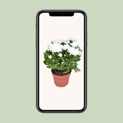 Chrysanthemum Brave - Ø12cm - ↕26cm