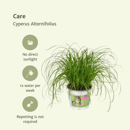 Cyperus Alternifolius - 4 pieces - ø12cm - ↕20cm