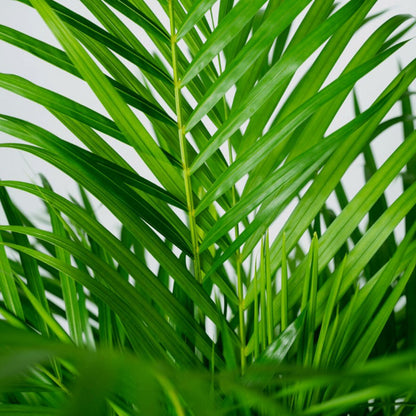 Dypsis Lutescens - Areca Palm - Ø24cm - ↕120cm