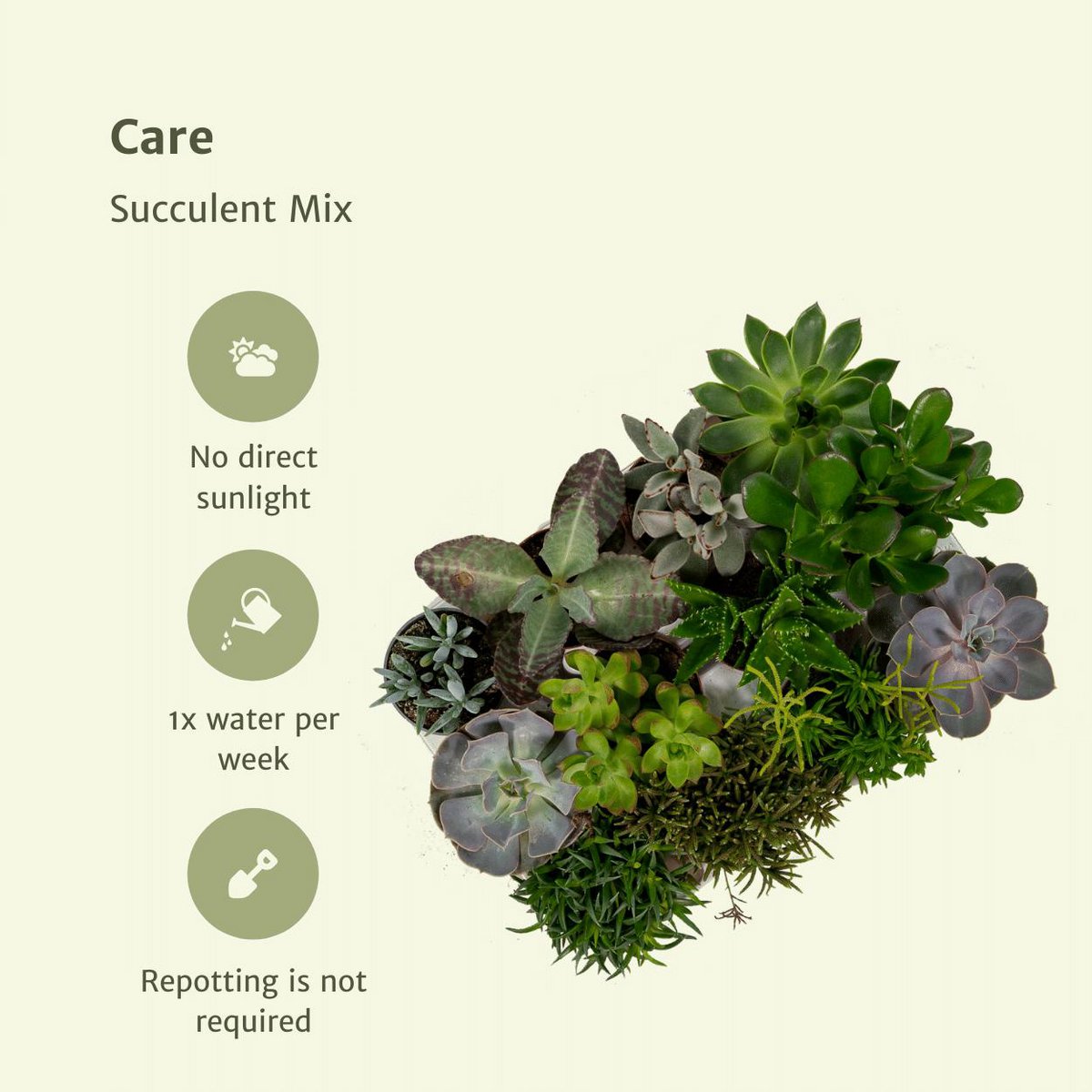 Everspring - Succulent Mix - 18 pieces - ø8.5cm - ↕10 cm