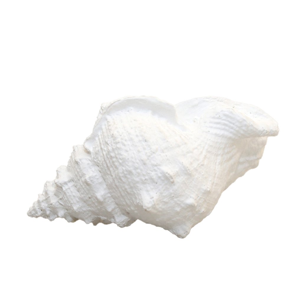Decorative white shell 25x17x13cm
