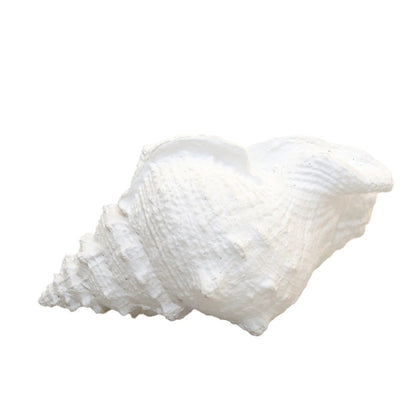 Decorative white shell 25x17x13cm