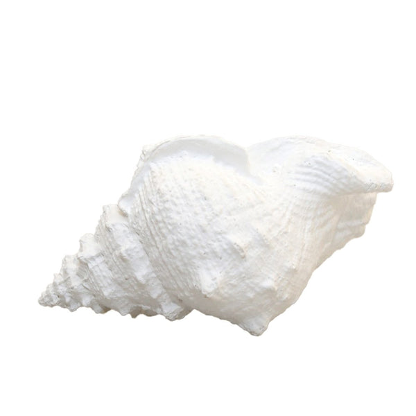 Decorative white shell 25x17x13cm