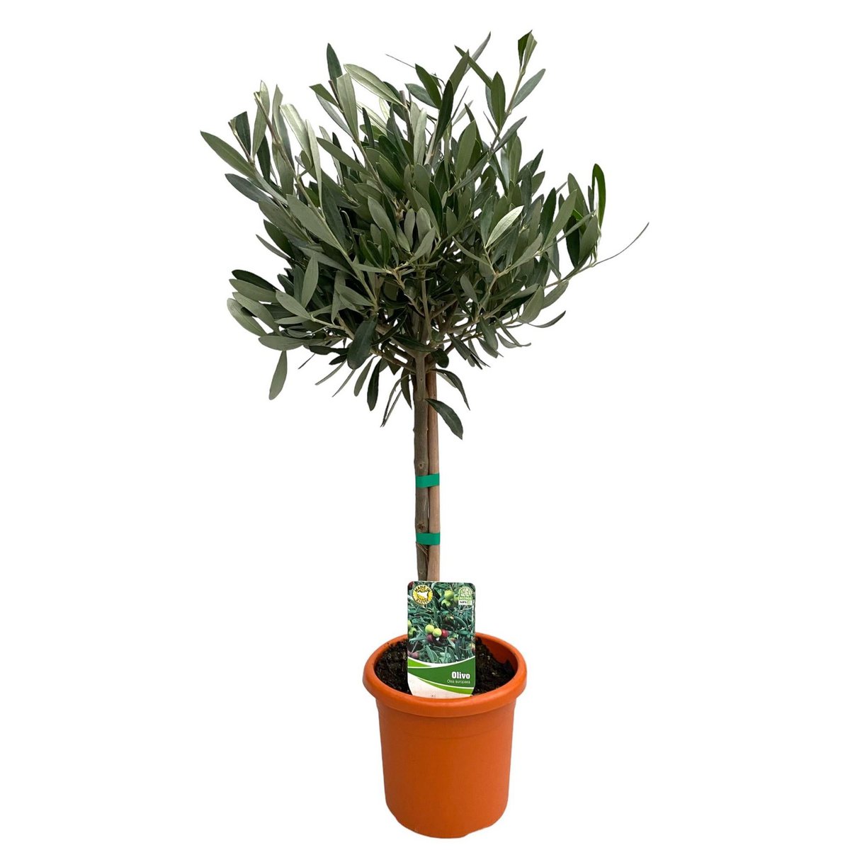 Olea Europaea "op Stam" - Ø15cm - ↕60cm