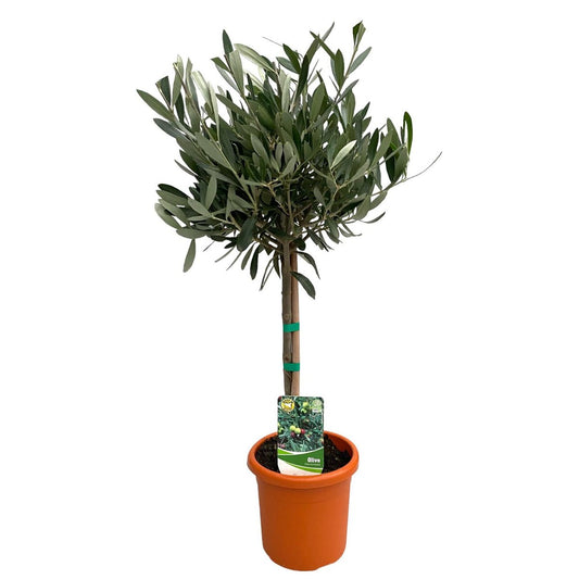 Olea Europaea "op Stam" - Ø15cm - ↕60cm