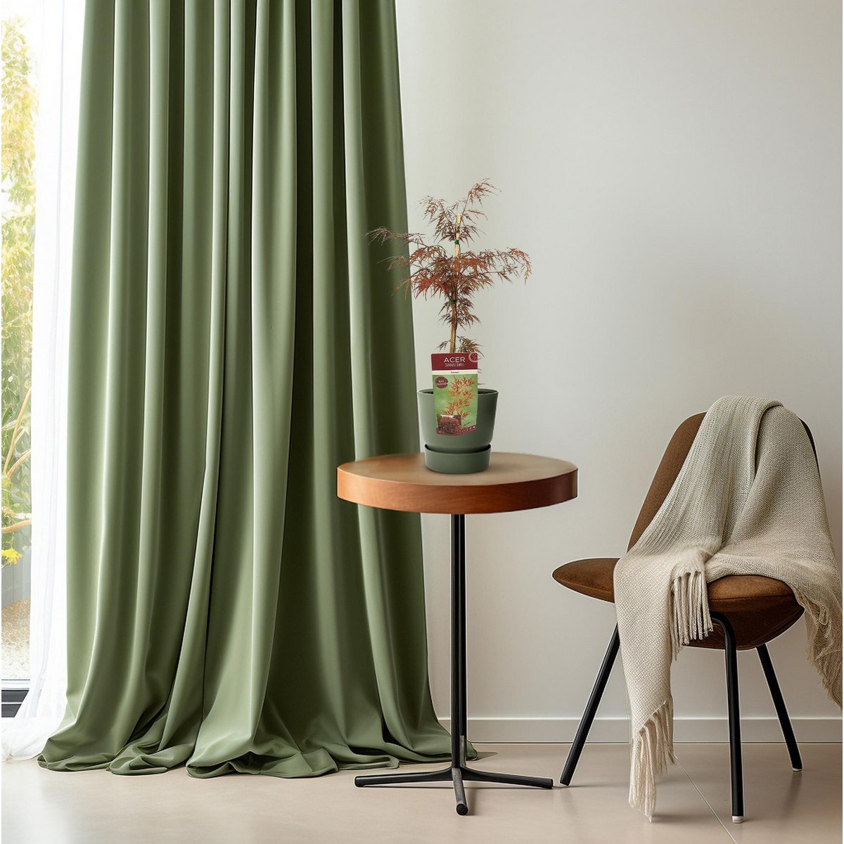 Acer palm. 'Garnet' - ↕40cm - Ø19cm