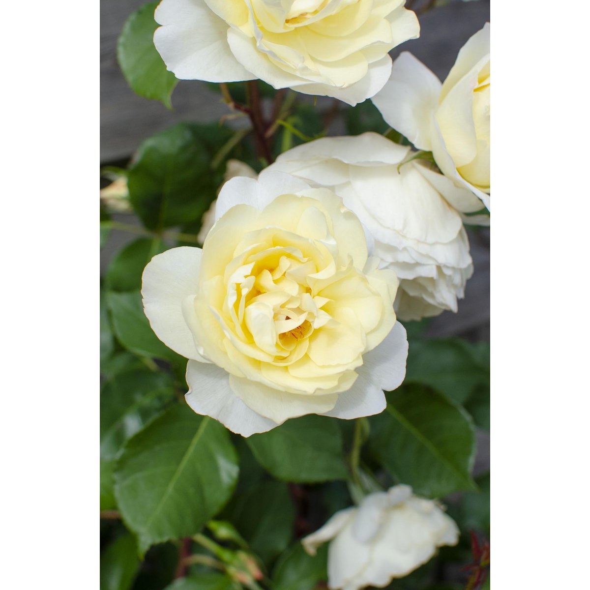 Rosa Crazy in love 'Vanilla' - Creme Roos - Ø15cm - ↕65cm