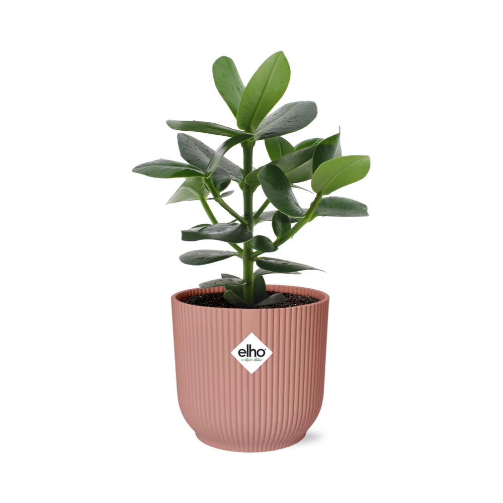 Clusia Princess in ELHO Vibes Fold 14cm roze