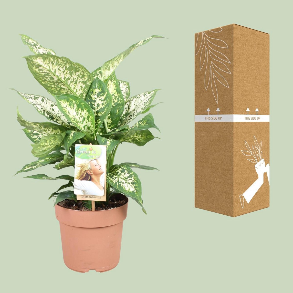 Dieffenbachia Compacta | [P17-H45]