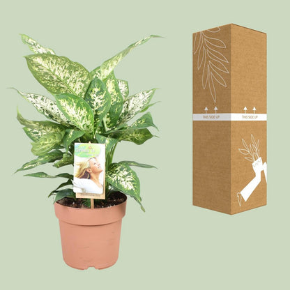 Dieffenbachia Compacta | [P17-H45]