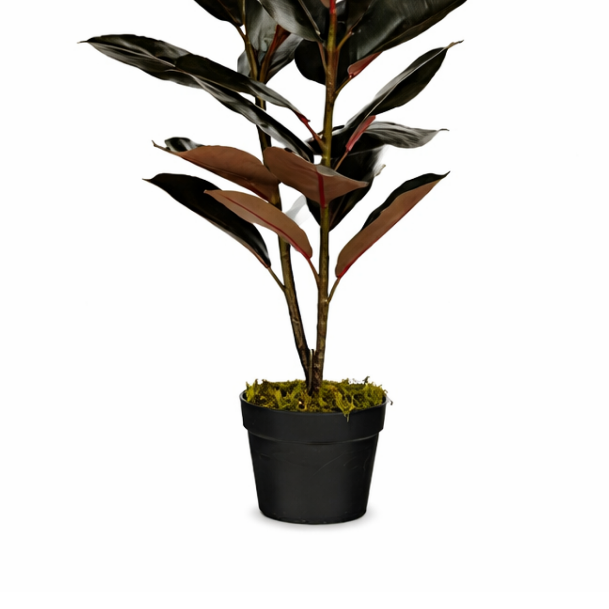 Artificial plant Rubber plant Red