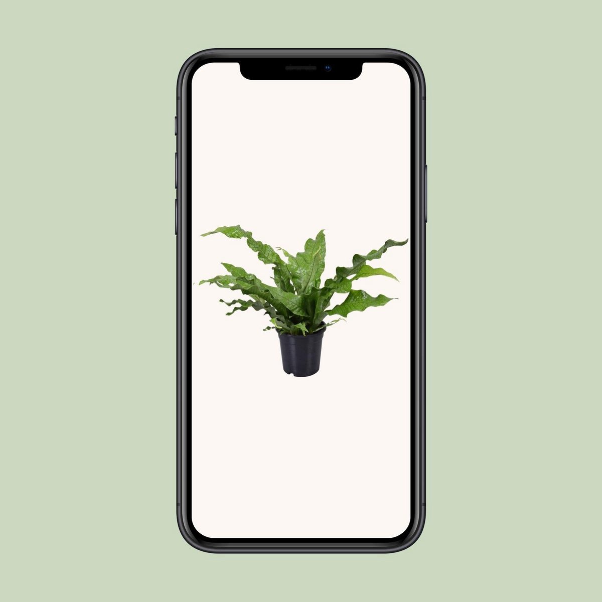 Microsorum Crocodyllus | [P17-H45]