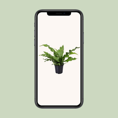 Microsorum Crocodyllus | [P17-H45]