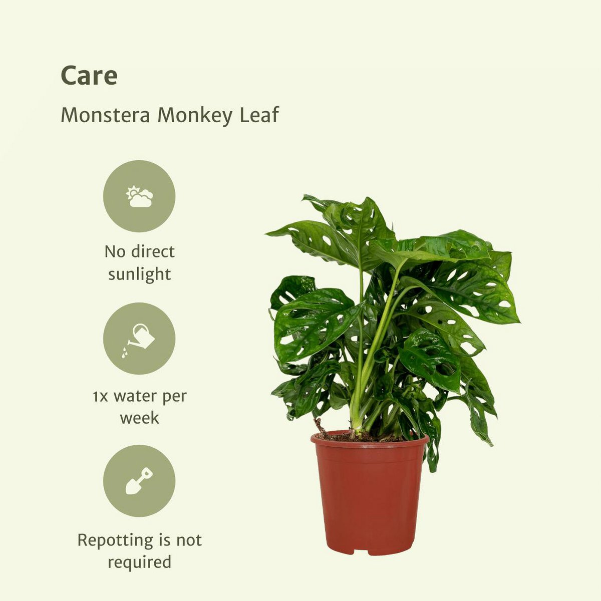Monstera Monkey Leaf - Hole plant - 2 pieces - ø12m - ↕30cm