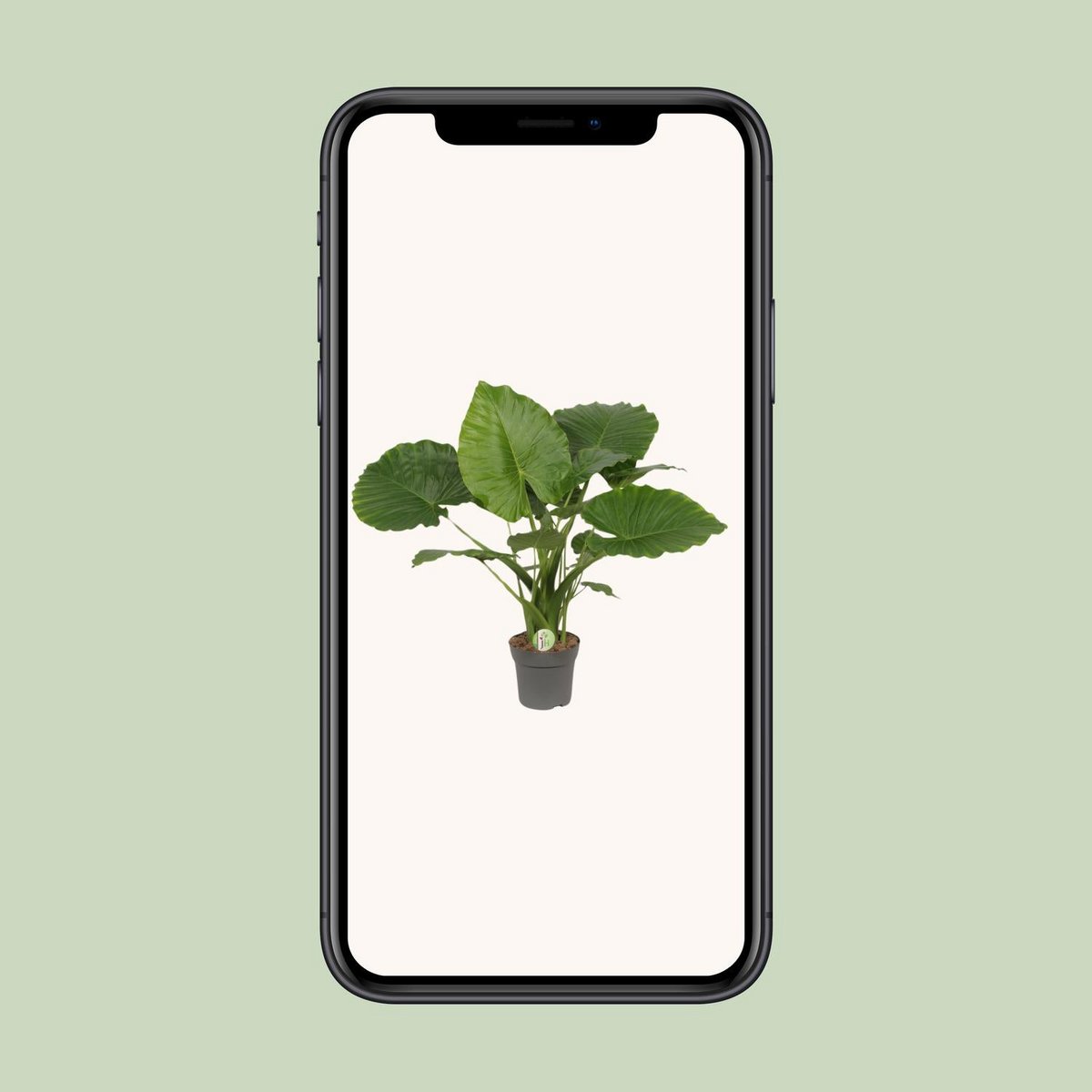 Alocasia Gageana 'California' | [P21-H80]