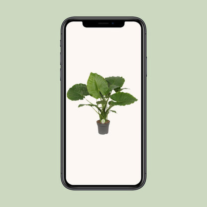 Alocasia Gageana 'California' | [P21-H80]