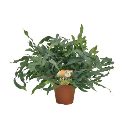 Phlebodium Blue Star | [P17-H60]