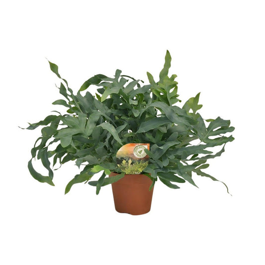 Phlebodium Blue Star | [P17-H60]