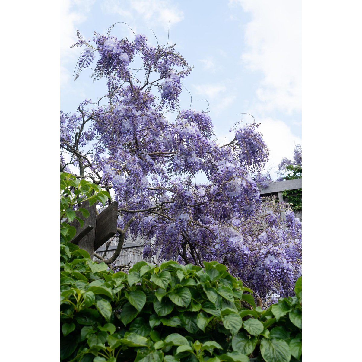Wisteria sinensis 'prolific' - blue rain - Ø15cm - ↕65cm