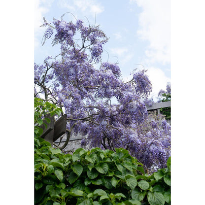 Wisteria sinensis 'prolific' - blue rain - Ø15cm - ↕65cm