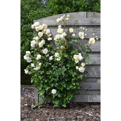 Rosa Crazy in love 'Vanilla' - Creme Roos - Ø15cm - ↕65cm