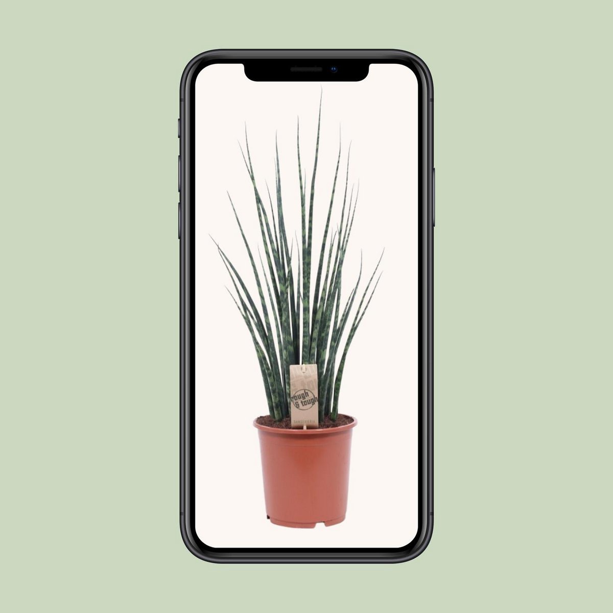 Sansevieria 'Fernwood' Mikado | [P19-H80]
