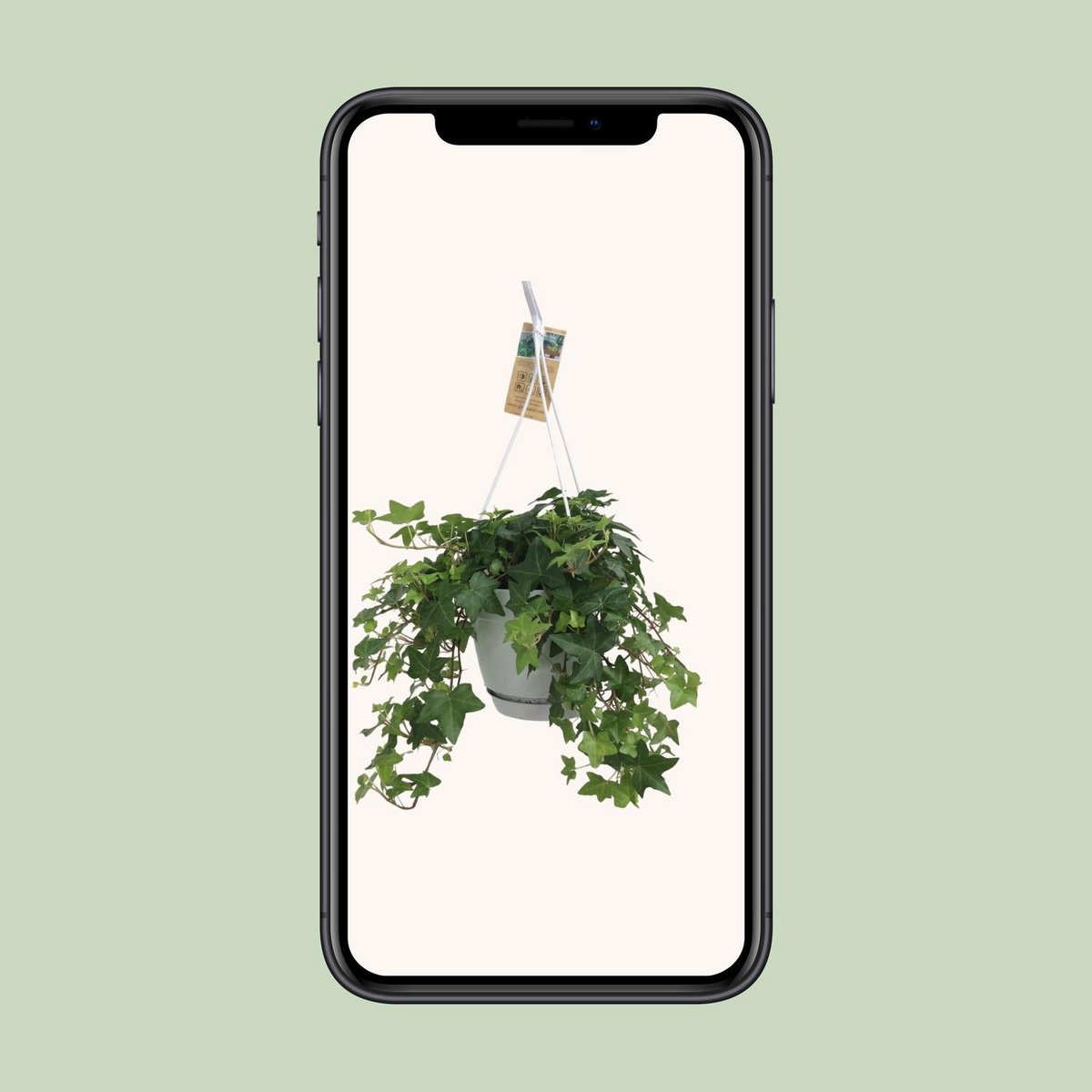 Hedera Helix Green - Hangot White / Basic - Ø17cm - ↕cm