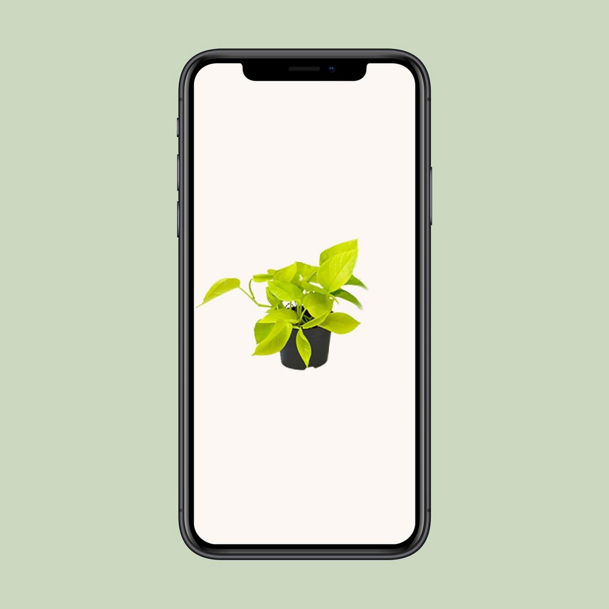 Epipremnum Golden Pothos - Scindapsus - PROMO - Ø12 - ↕15cm