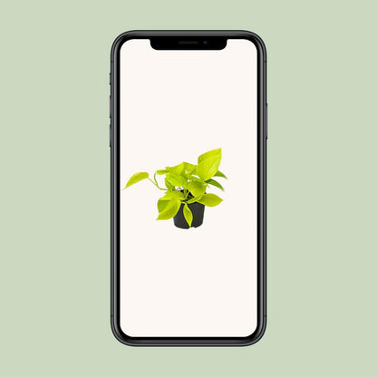 Epipremnum Golden Pothos - Scindapsus - PROMO - Ø12 - ↕15cm