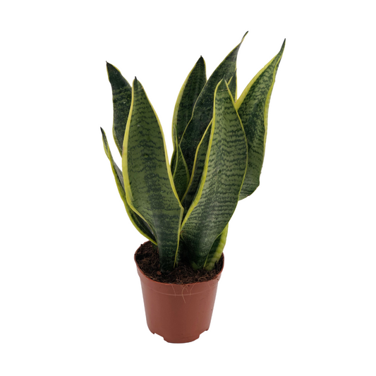 Sansevieria Superba | [P12-H40]