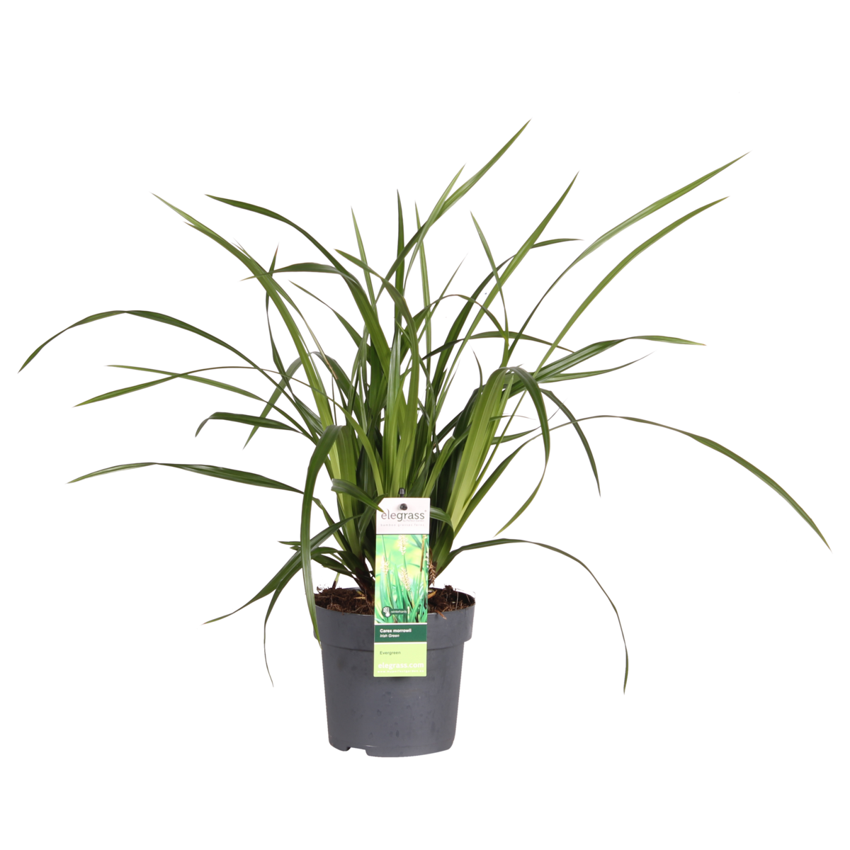 Carex morrowii Irish Green - Ø19cm - ↕40cm - Ø14 - ↨30cm