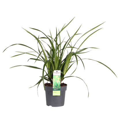 Carex morrowii Irish Green - Ø19cm - ↕40cm - Ø14 - ↨30cm